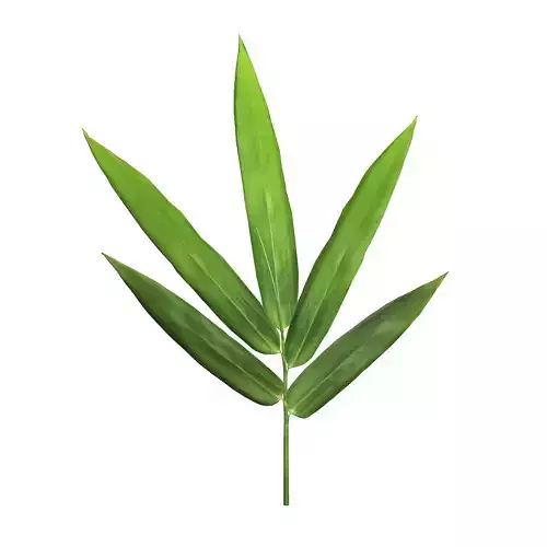 Bamboo leaf 3D model