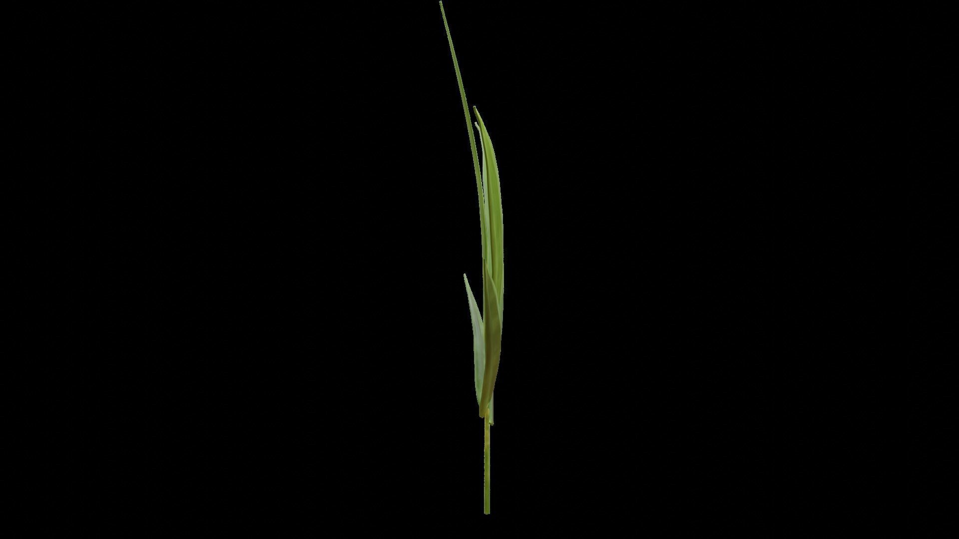 Bamboo leaf 3D model_5