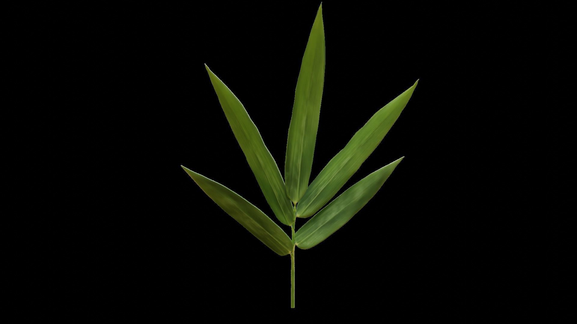 Bamboo leaf 3D model_7