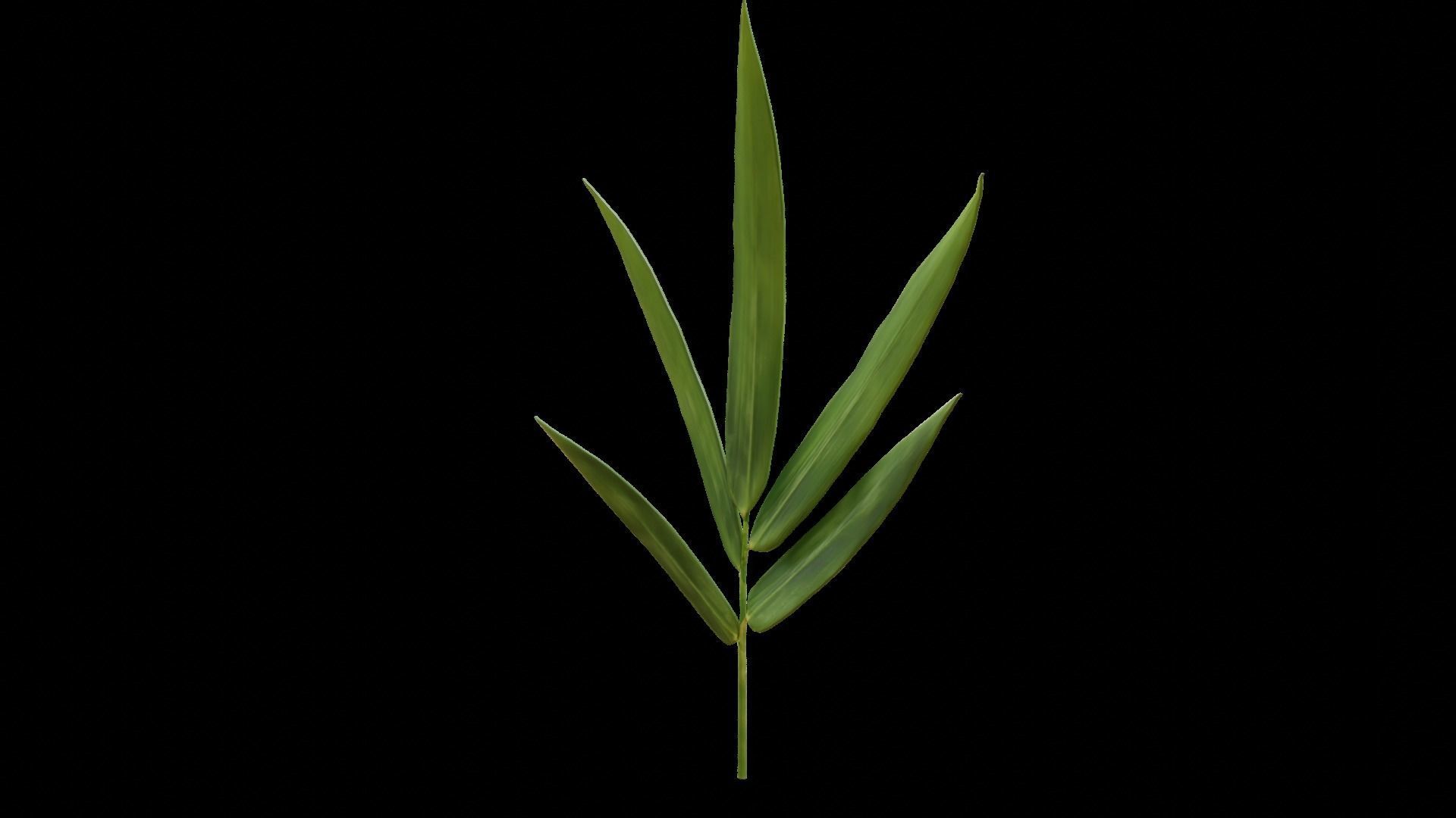 Bamboo leaf 3D model_6
