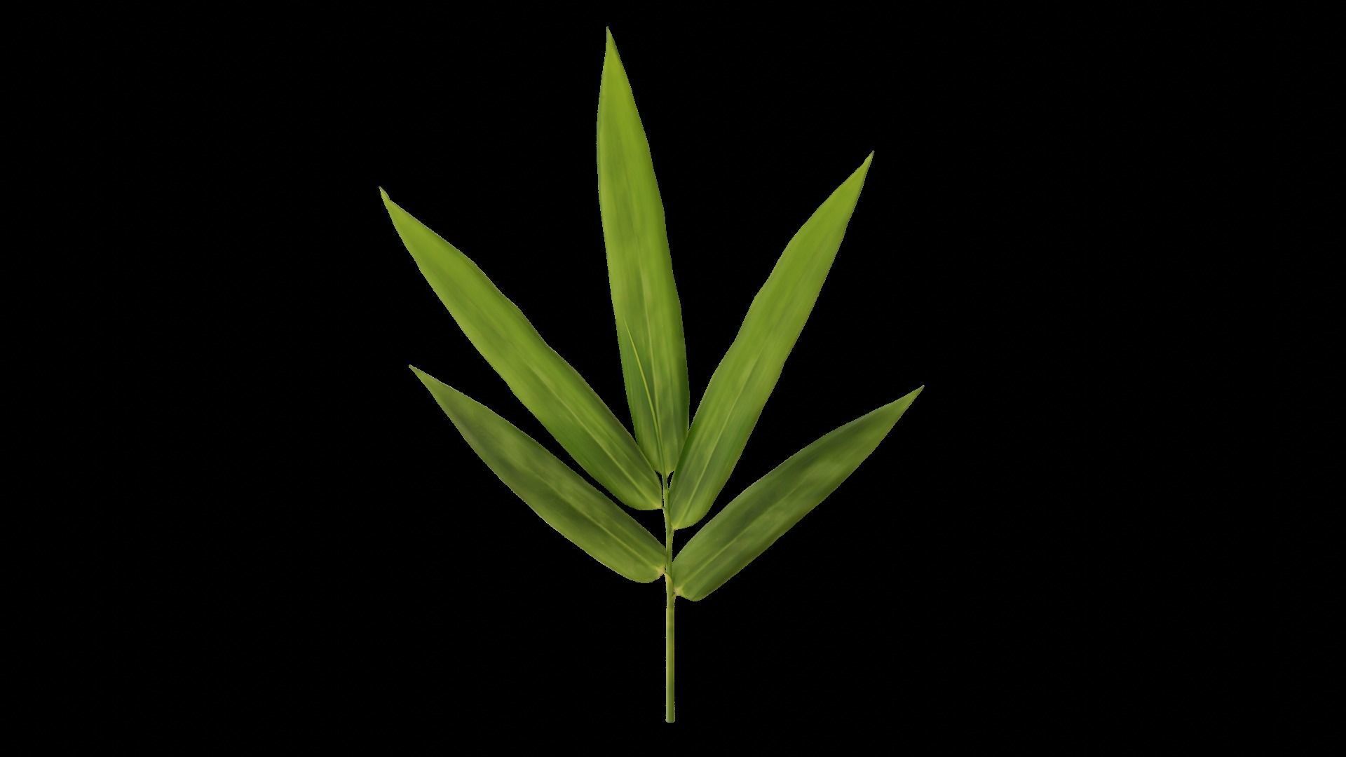 Bamboo leaf 3D model_3