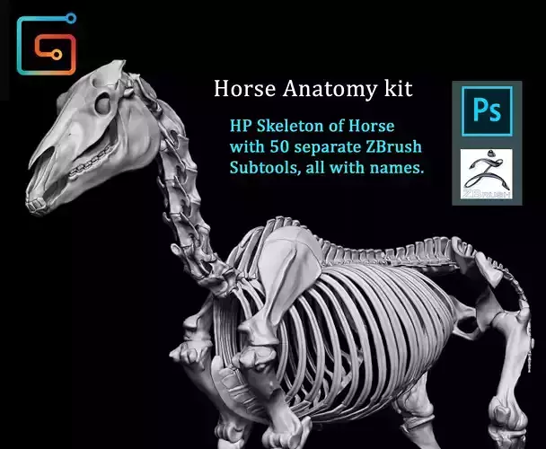 Horse Anatomy Kit Skeleton 3D model