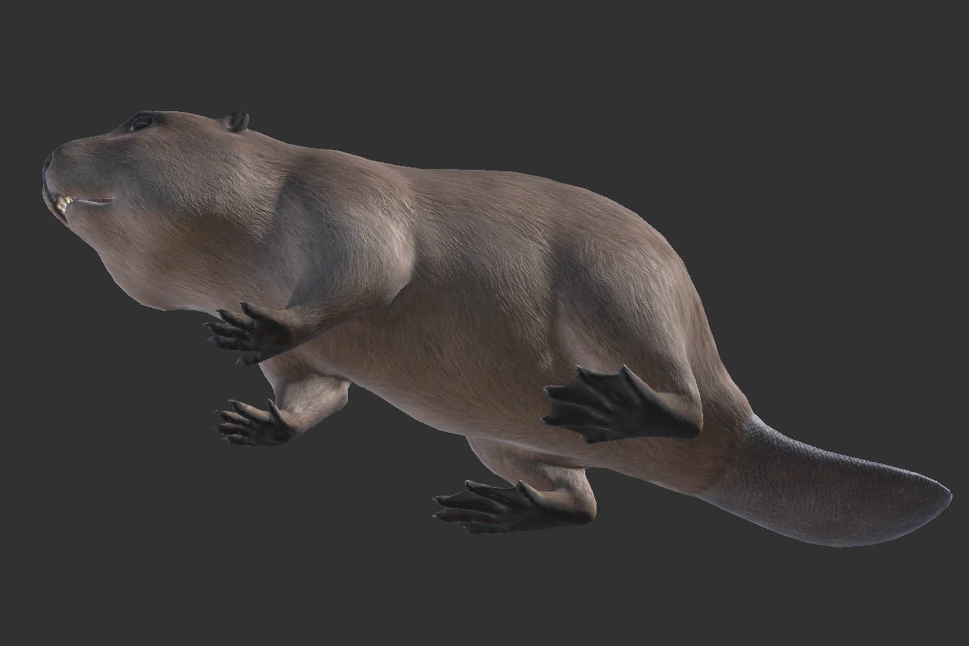 Beaver Low-poly 3D model_5