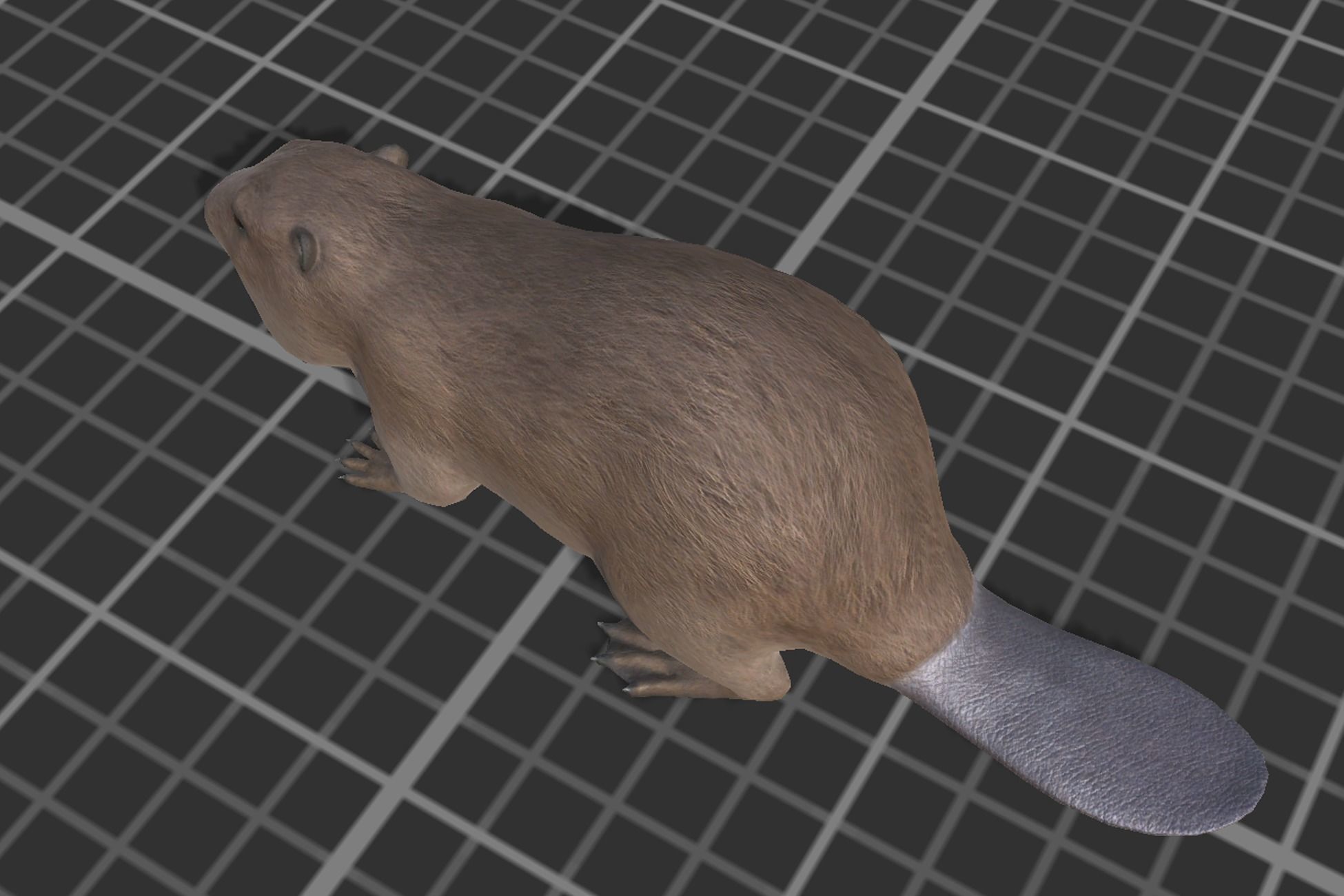 Beaver Low-poly 3D model_4