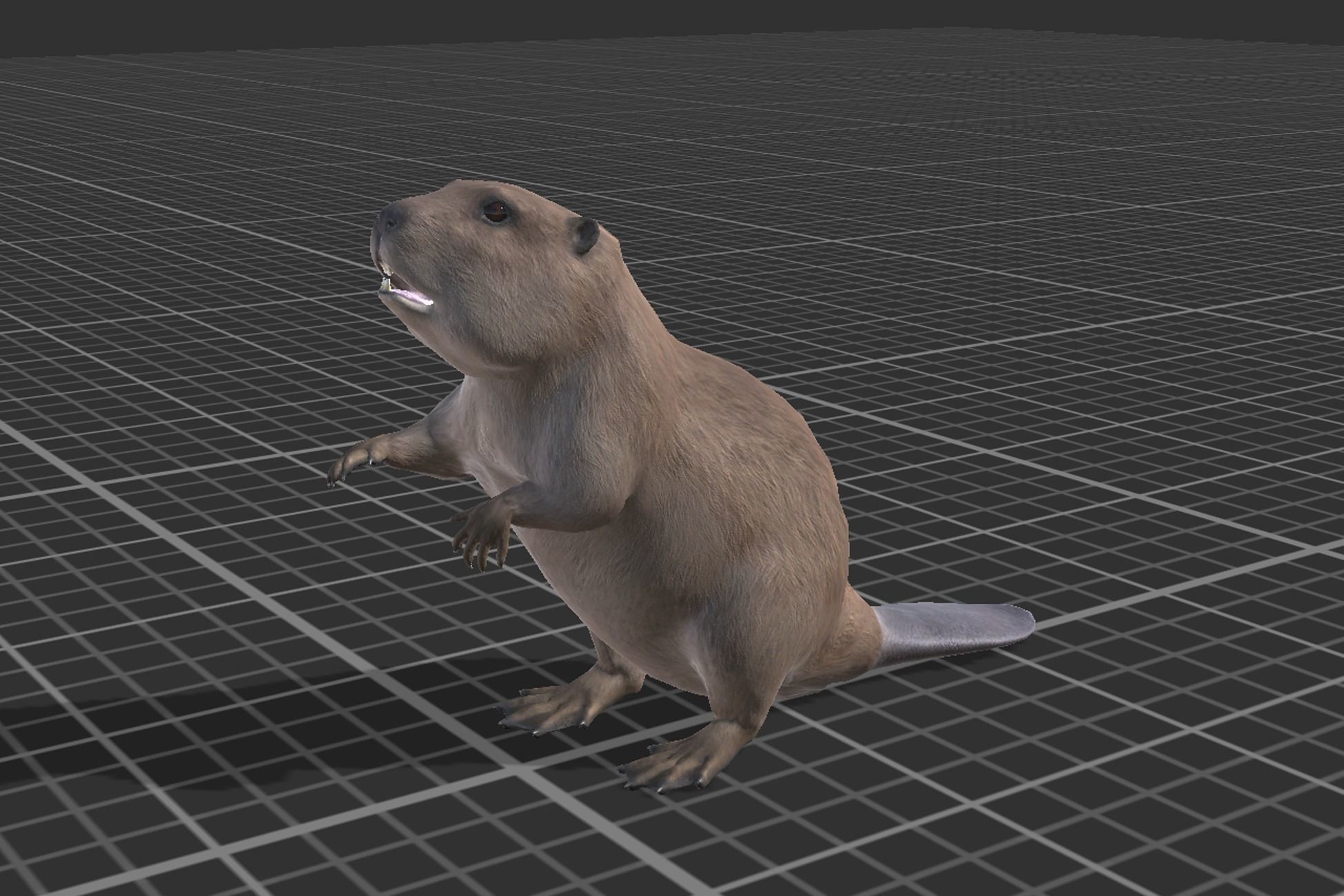 Beaver Low-poly 3D model_7