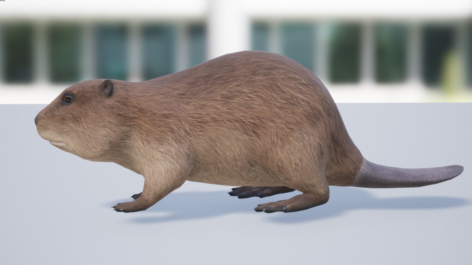 Beaver Low-poly 3D model_8