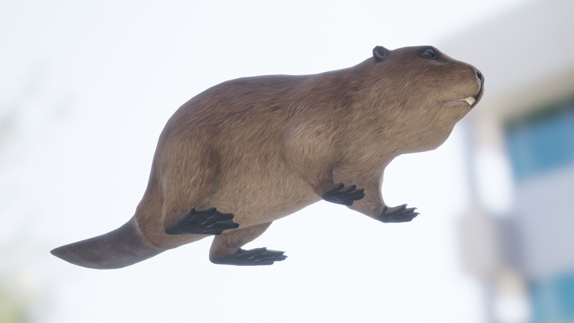 Beaver Low-poly 3D model_11