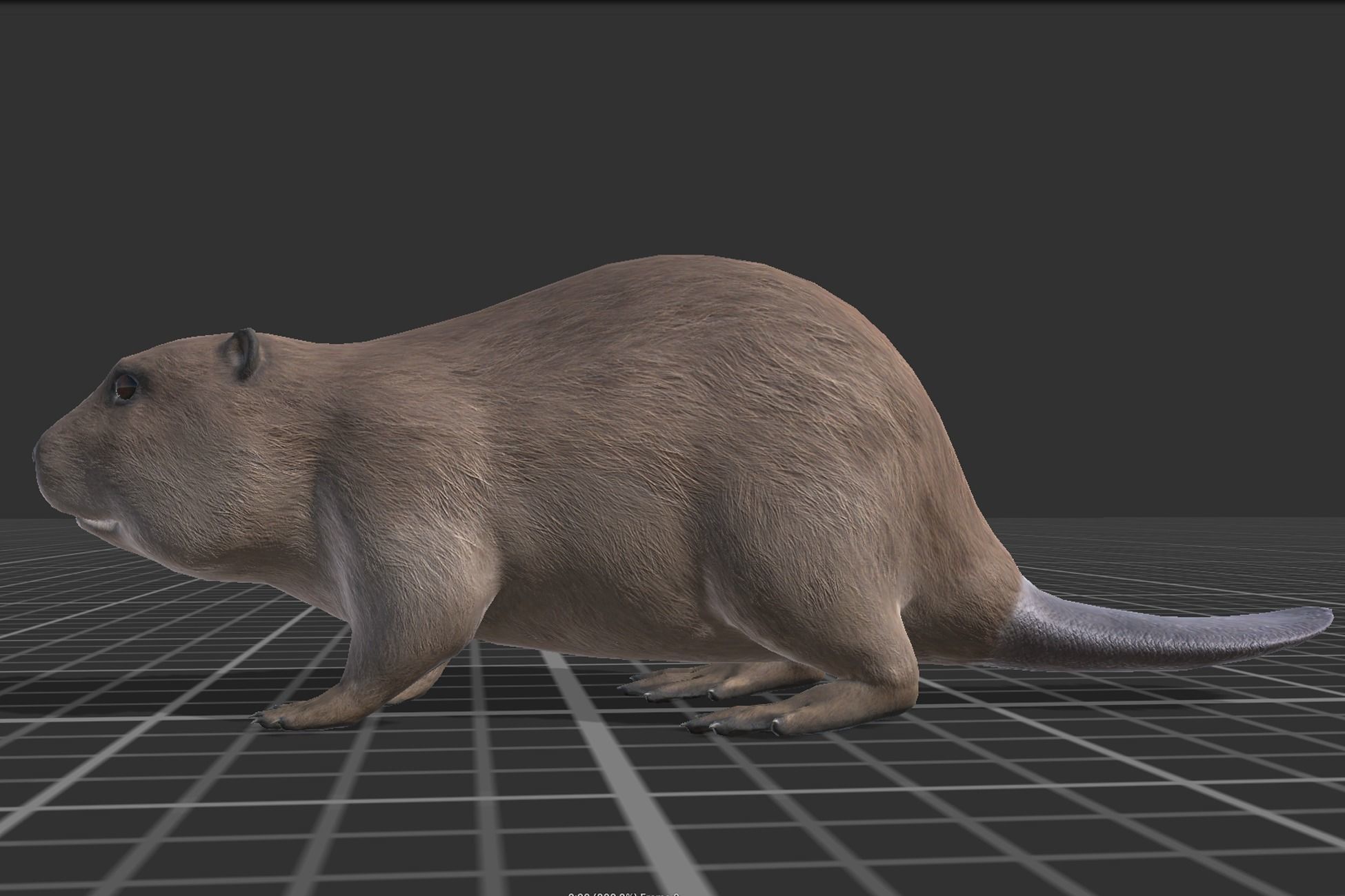 Beaver Low-poly 3D model_2