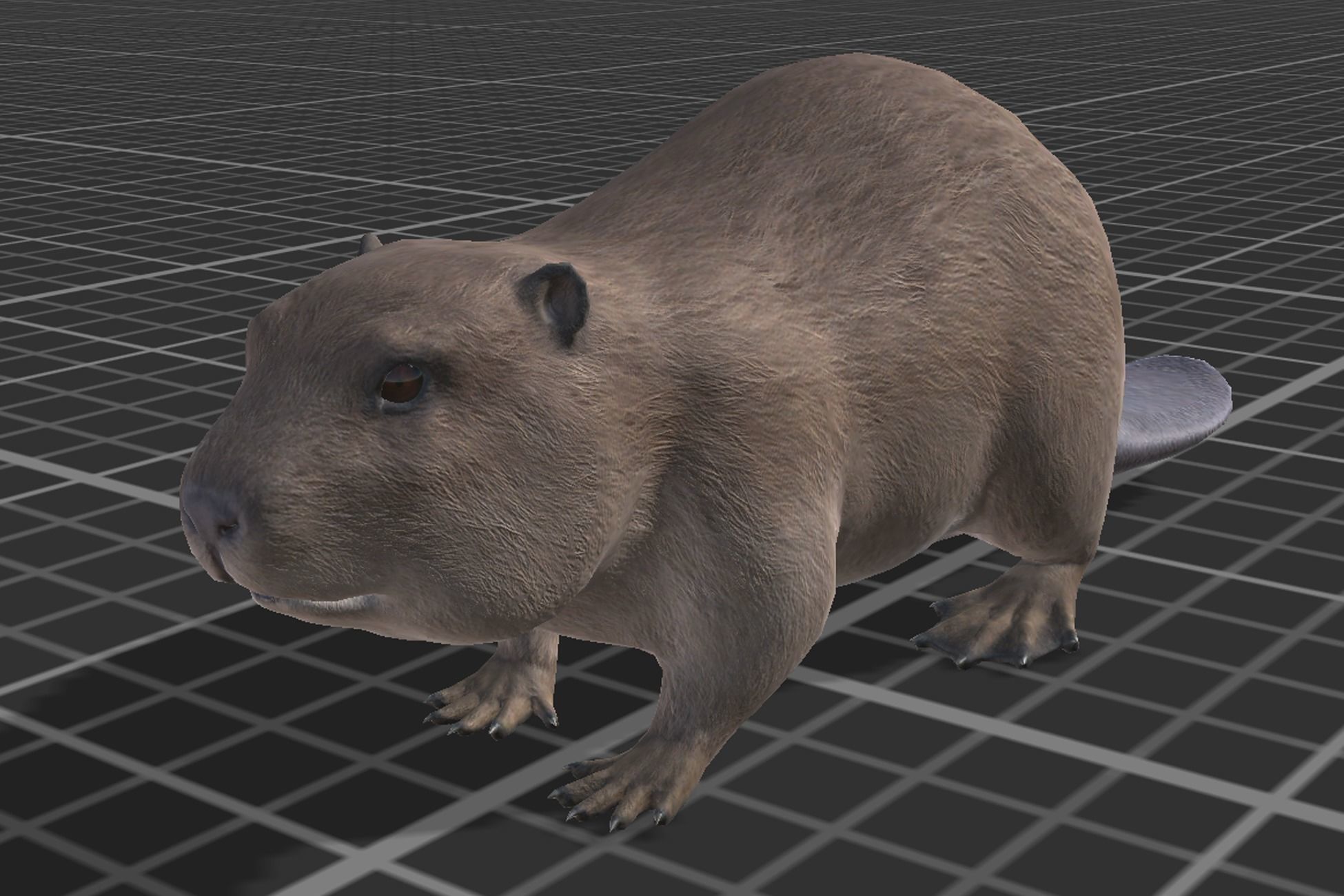 Beaver Low-poly 3D model_3