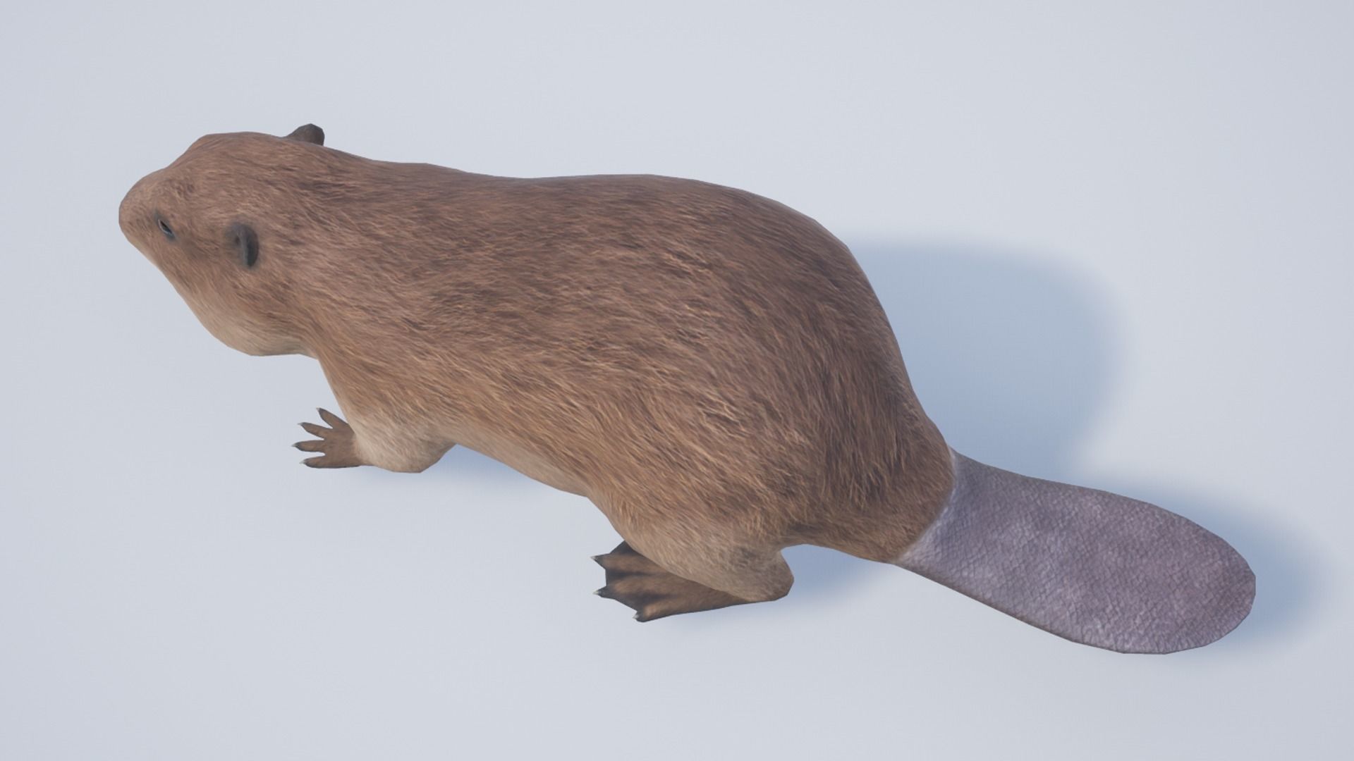 Beaver Low-poly 3D model_10