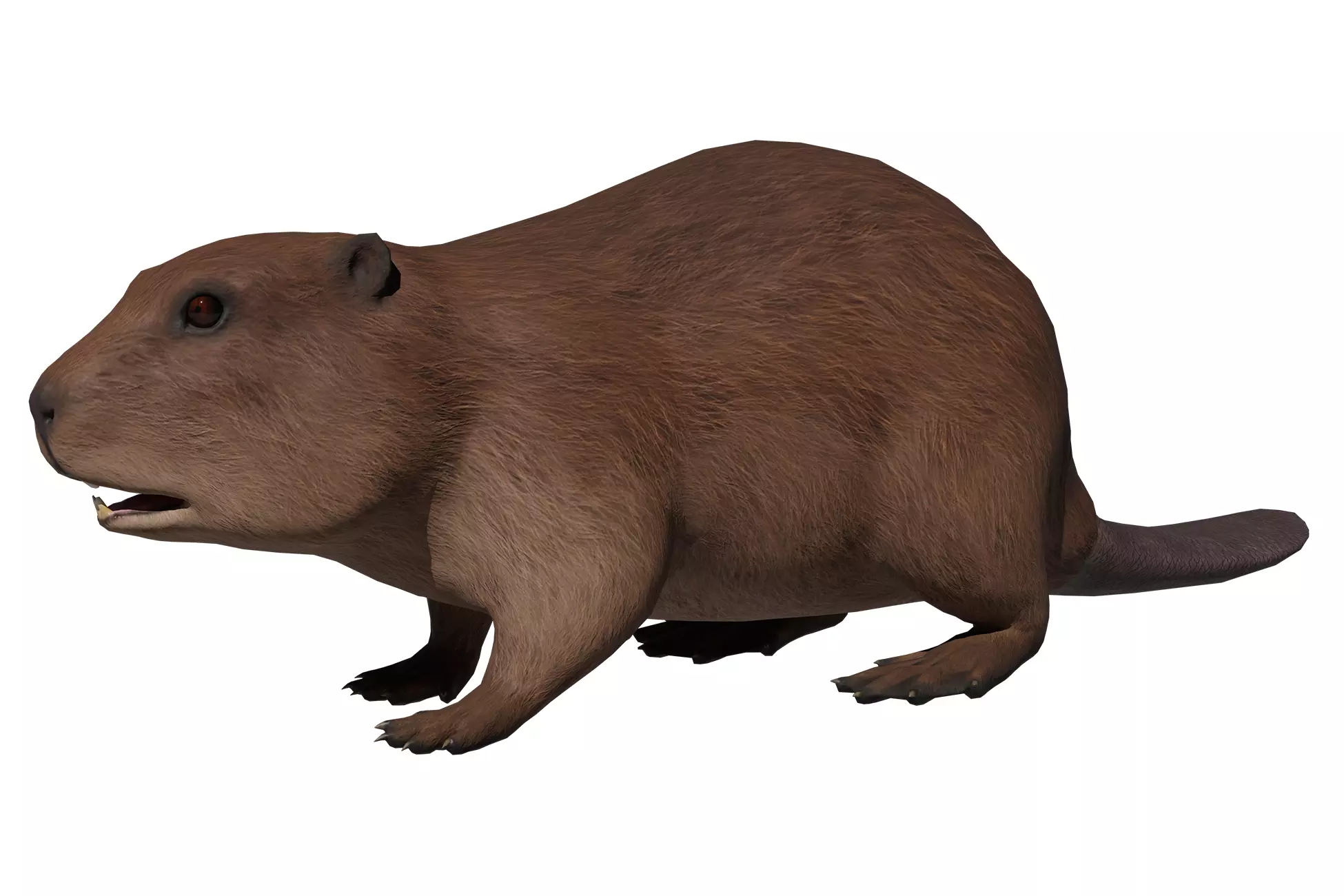 Beaver Low-poly 3D model_0