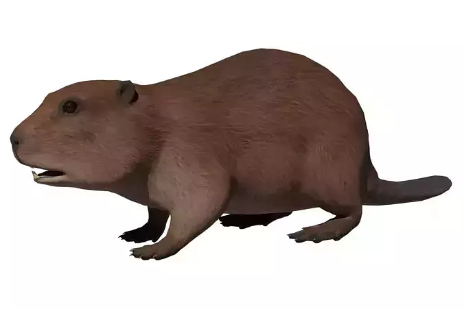 Beaver Low-poly 3D model Beaver Low-poly 3D model
