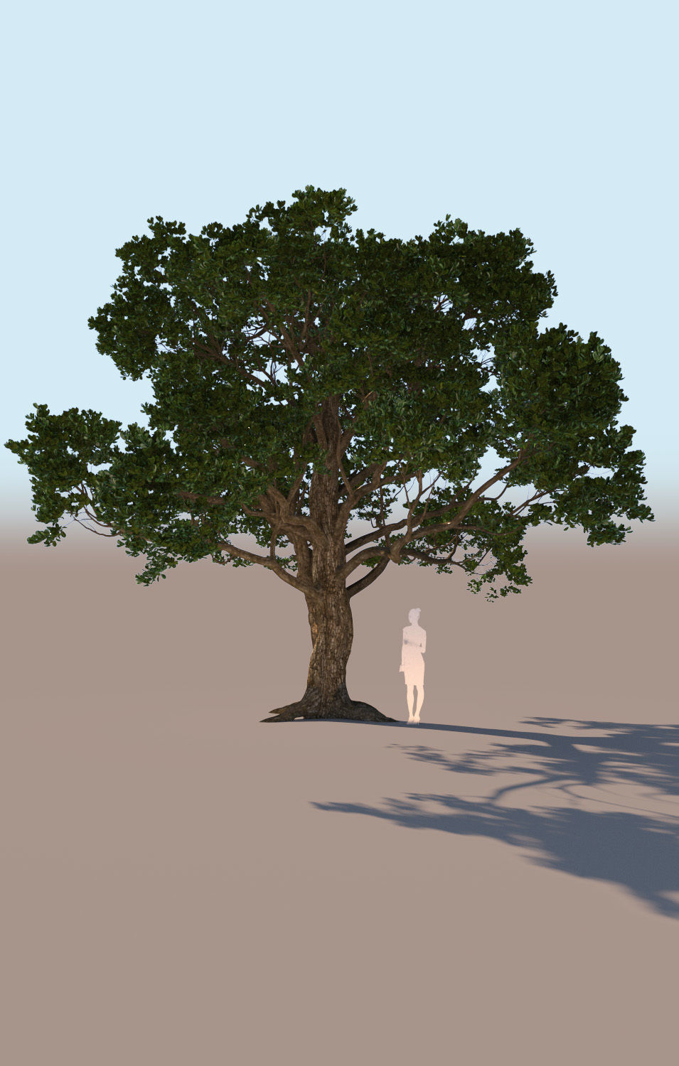 5 models of coast live oak trees 3D Model Collection_7