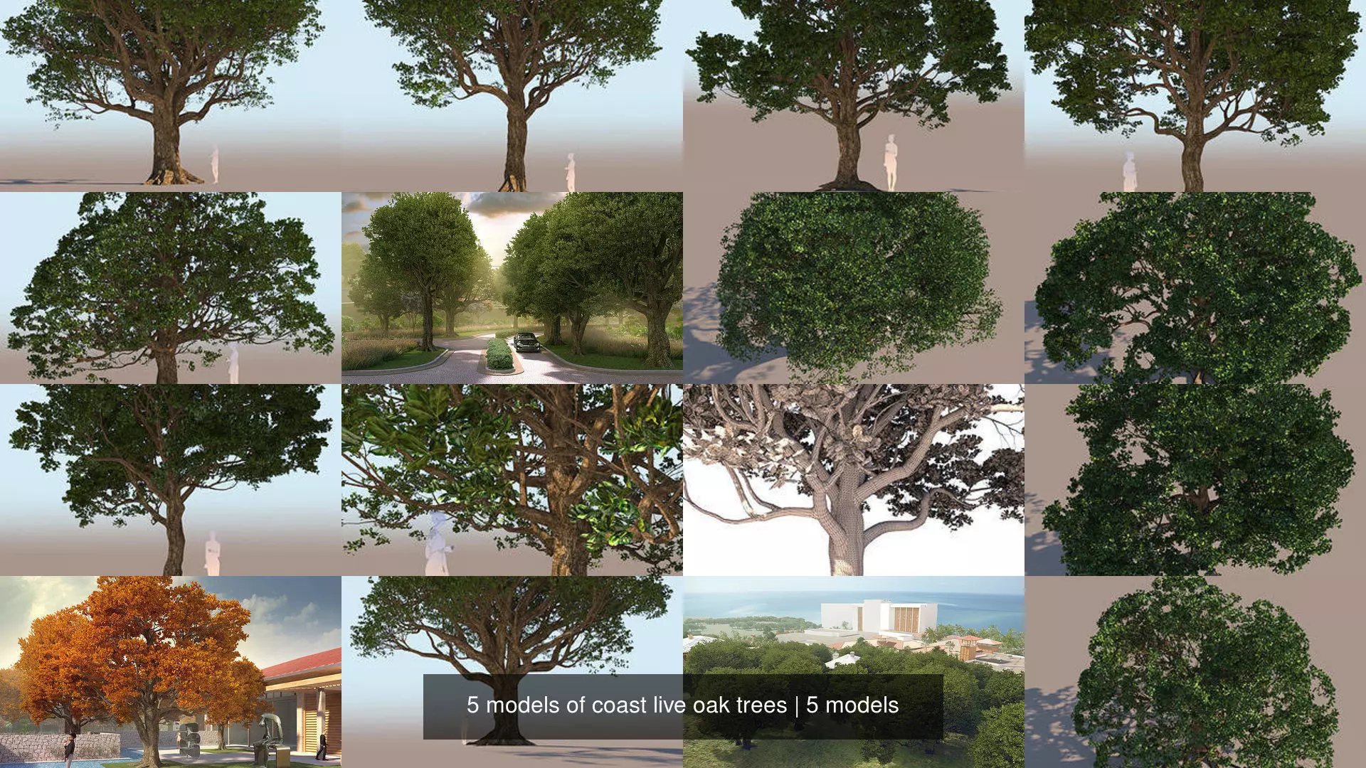 5 models of coast live oak trees 3D Model Collection_1