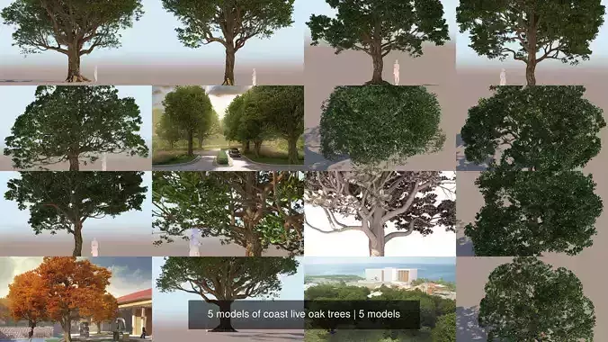5 models of coast live oak trees