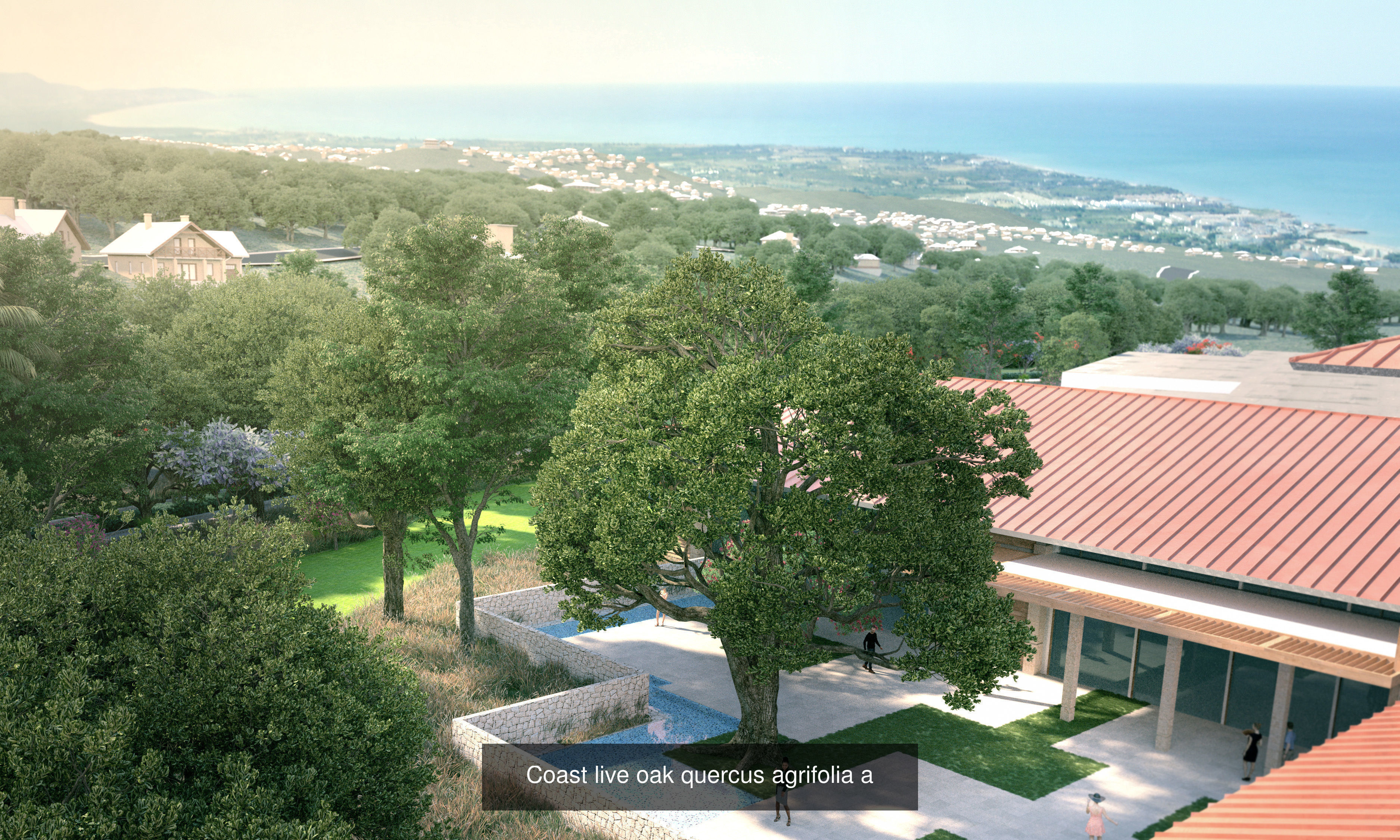 5 models of coast live oak trees 3D Model Collection_2