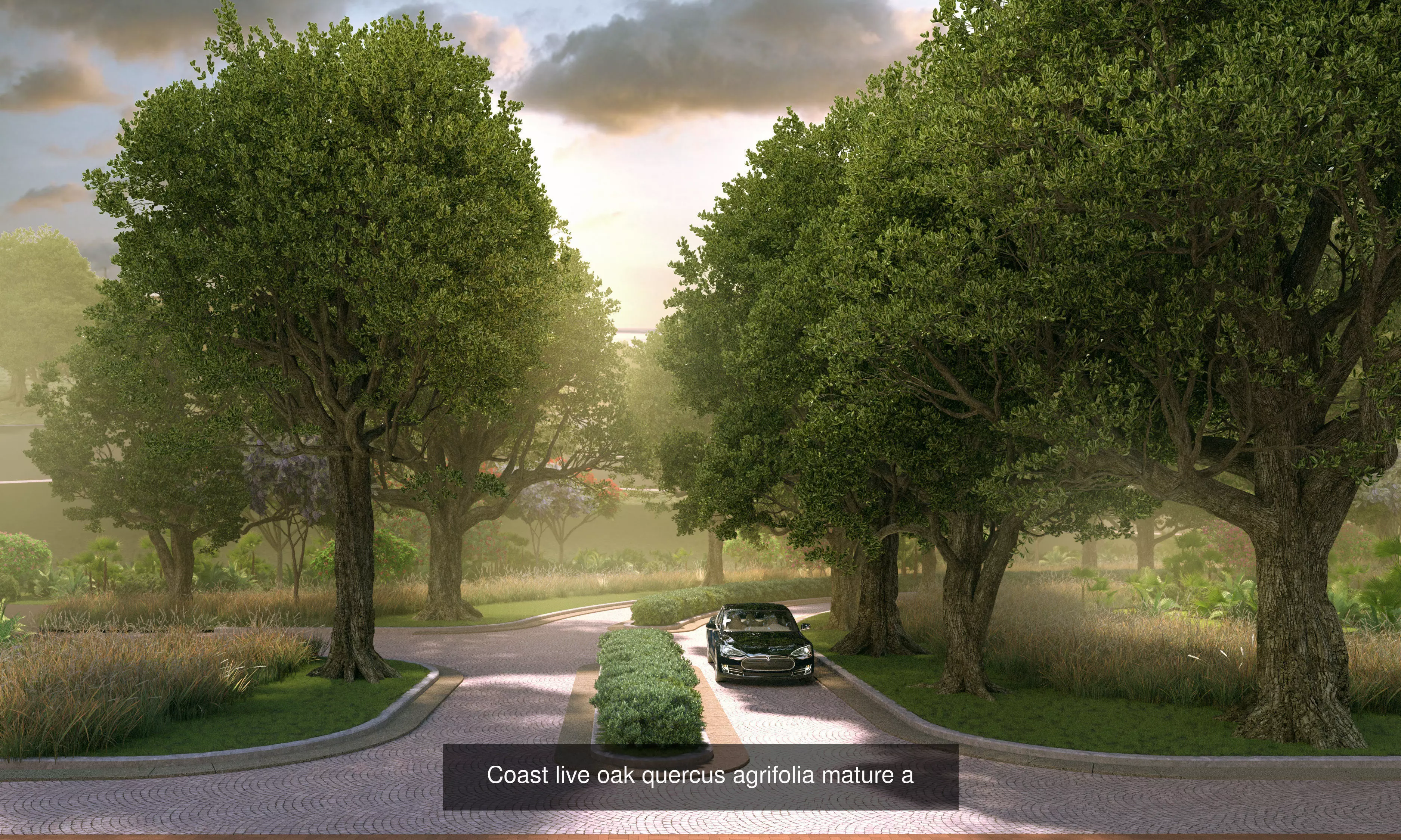5 models of coast live oak trees 3D Model Collection_0