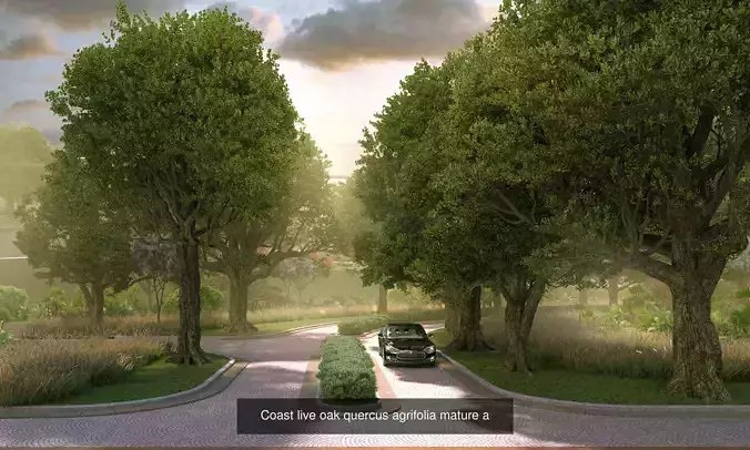 5 models of coast live oak trees 3D Model Collection