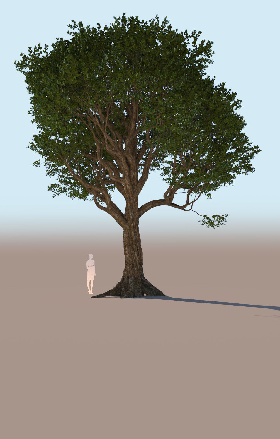 5 models of coast live oak trees 3D Model Collection_5