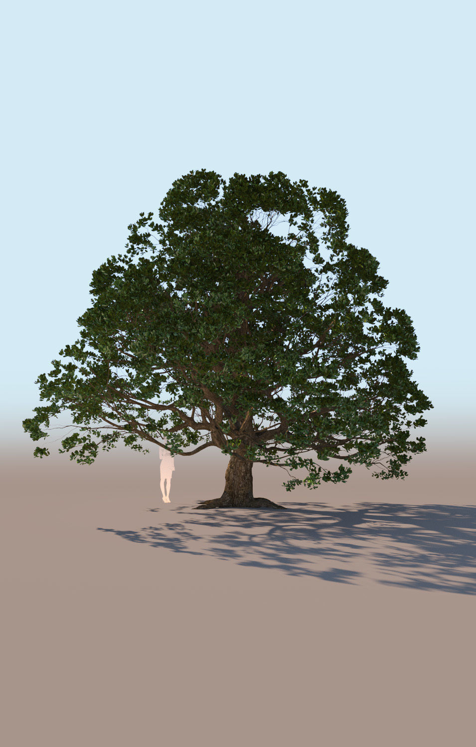 5 models of coast live oak trees 3D Model Collection_8