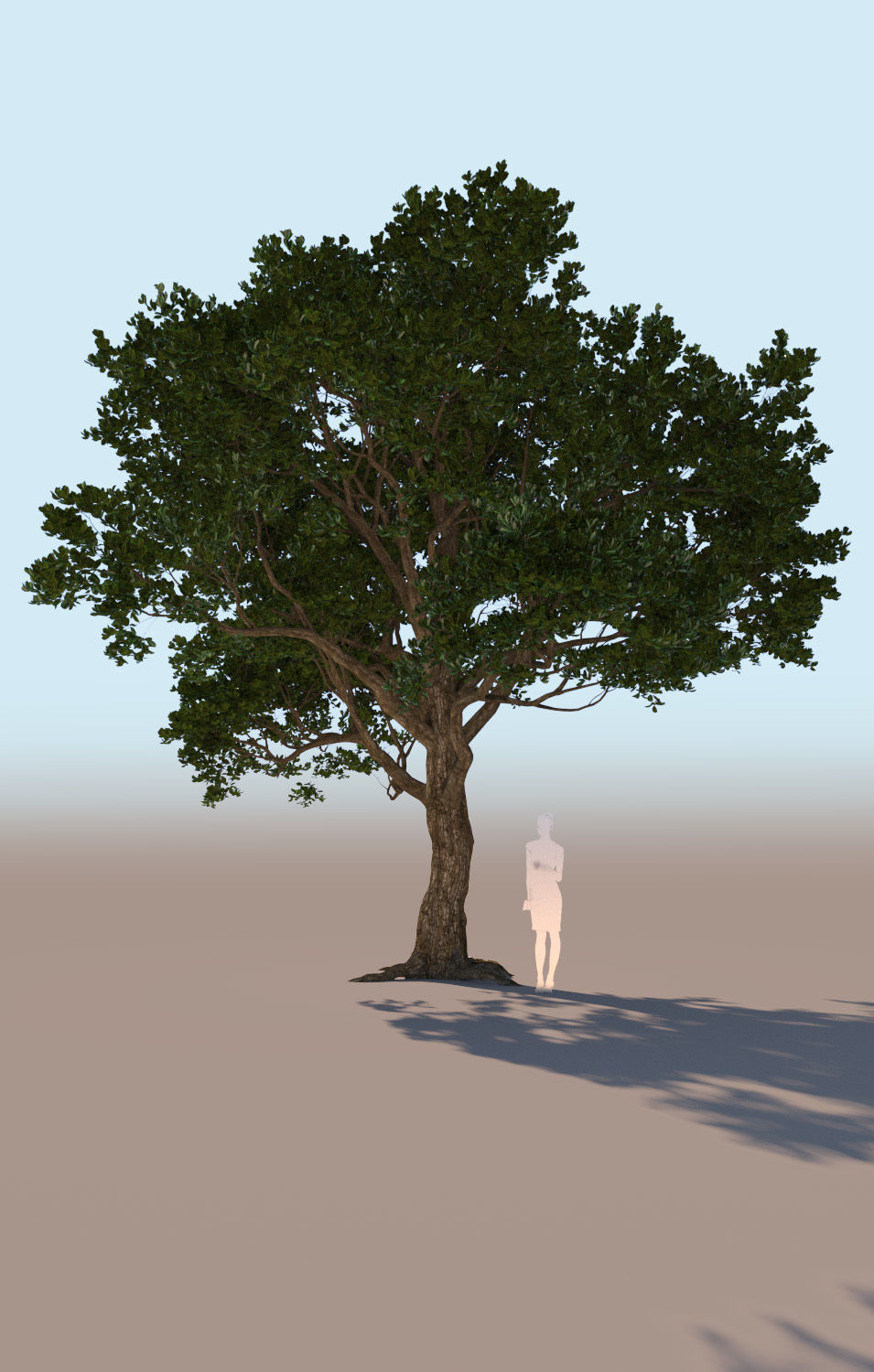5 models of coast live oak trees 3D Model Collection_6
