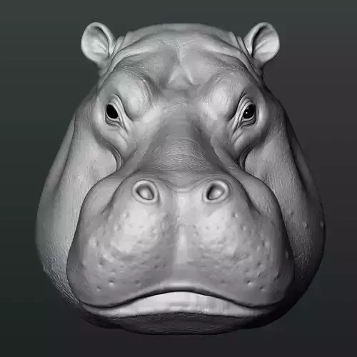 Hippo Head
