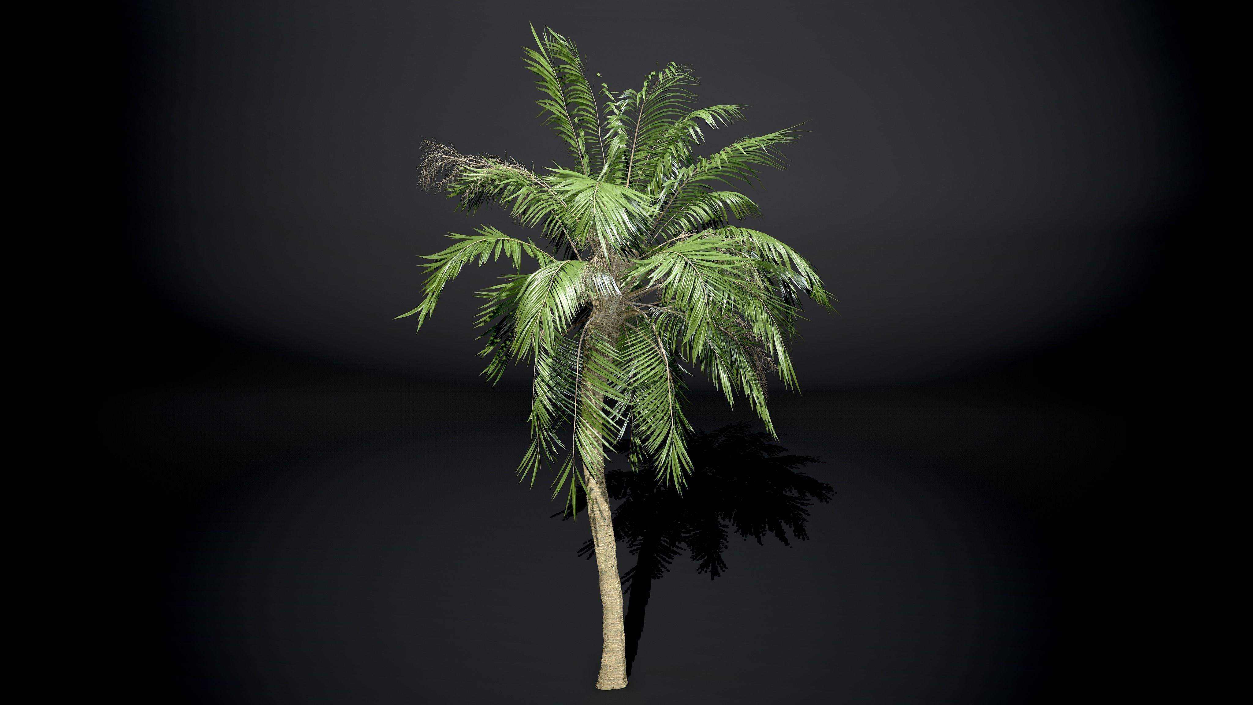 Palm tree Coconut Pack 4 Model Set 3D model_1