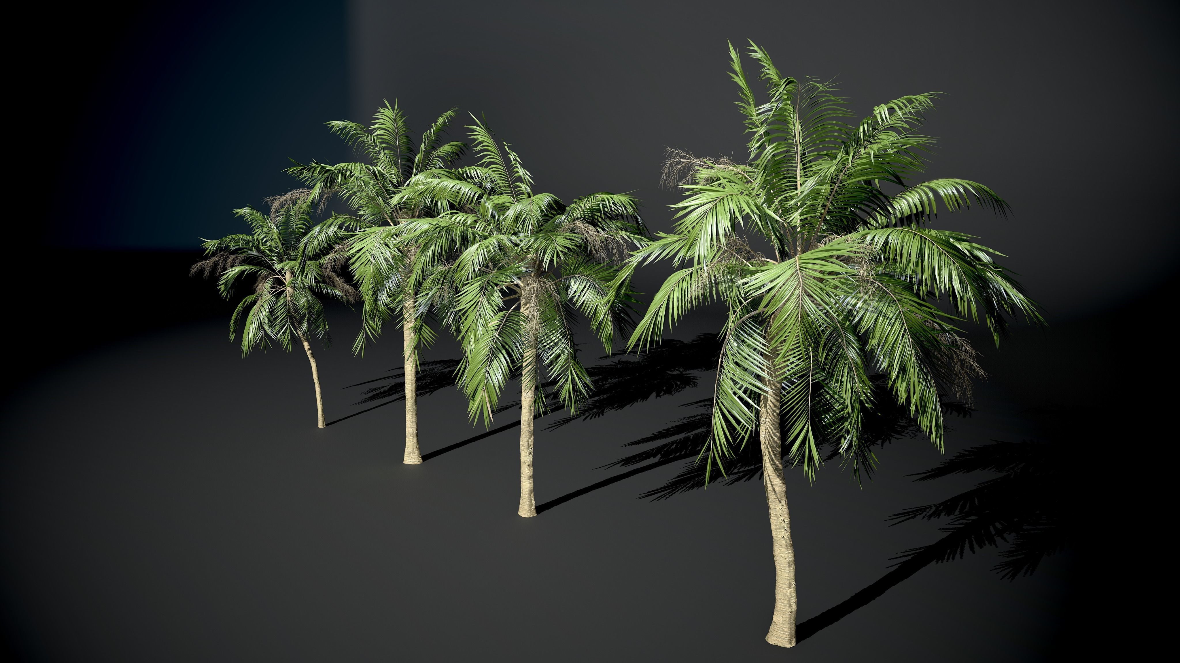 Palm tree Coconut Pack 4 Model Set 3D model_4