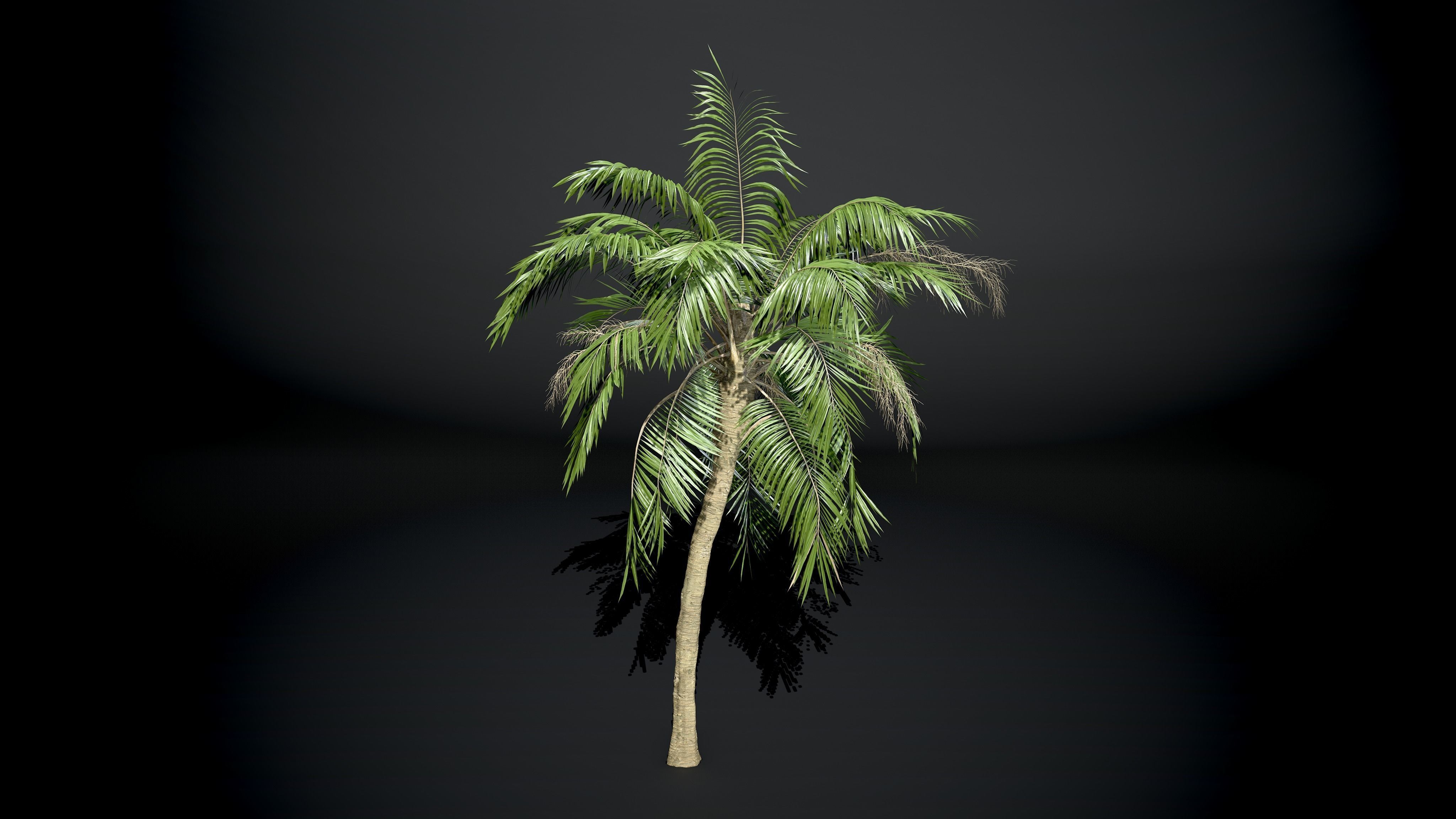 Palm tree Coconut Pack 4 Model Set 3D model_3