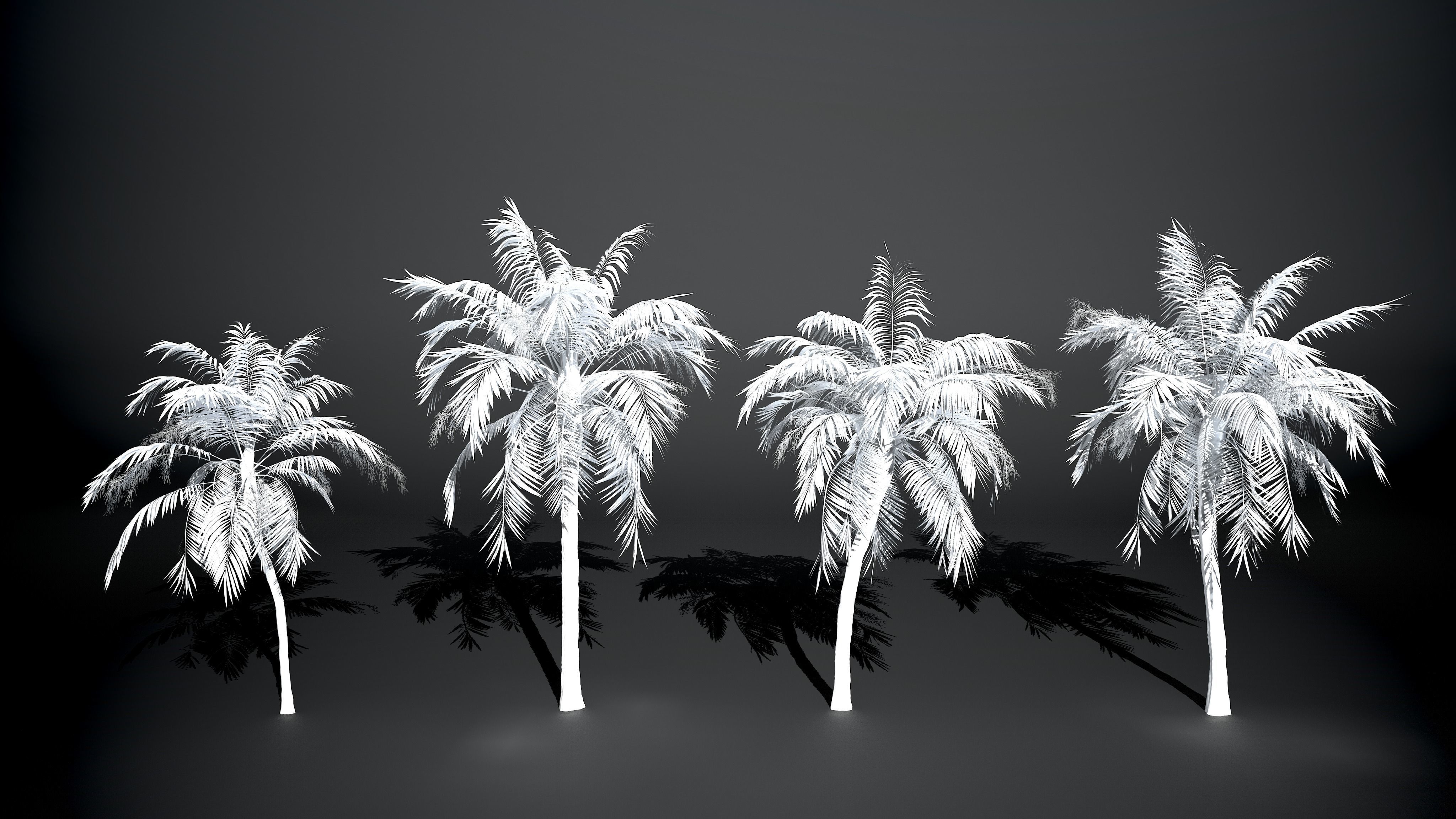 Palm tree Coconut Pack 4 Model Set 3D model_7