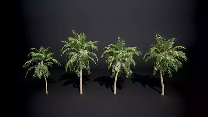 Palm tree Coconut Pack 4 Model Set 