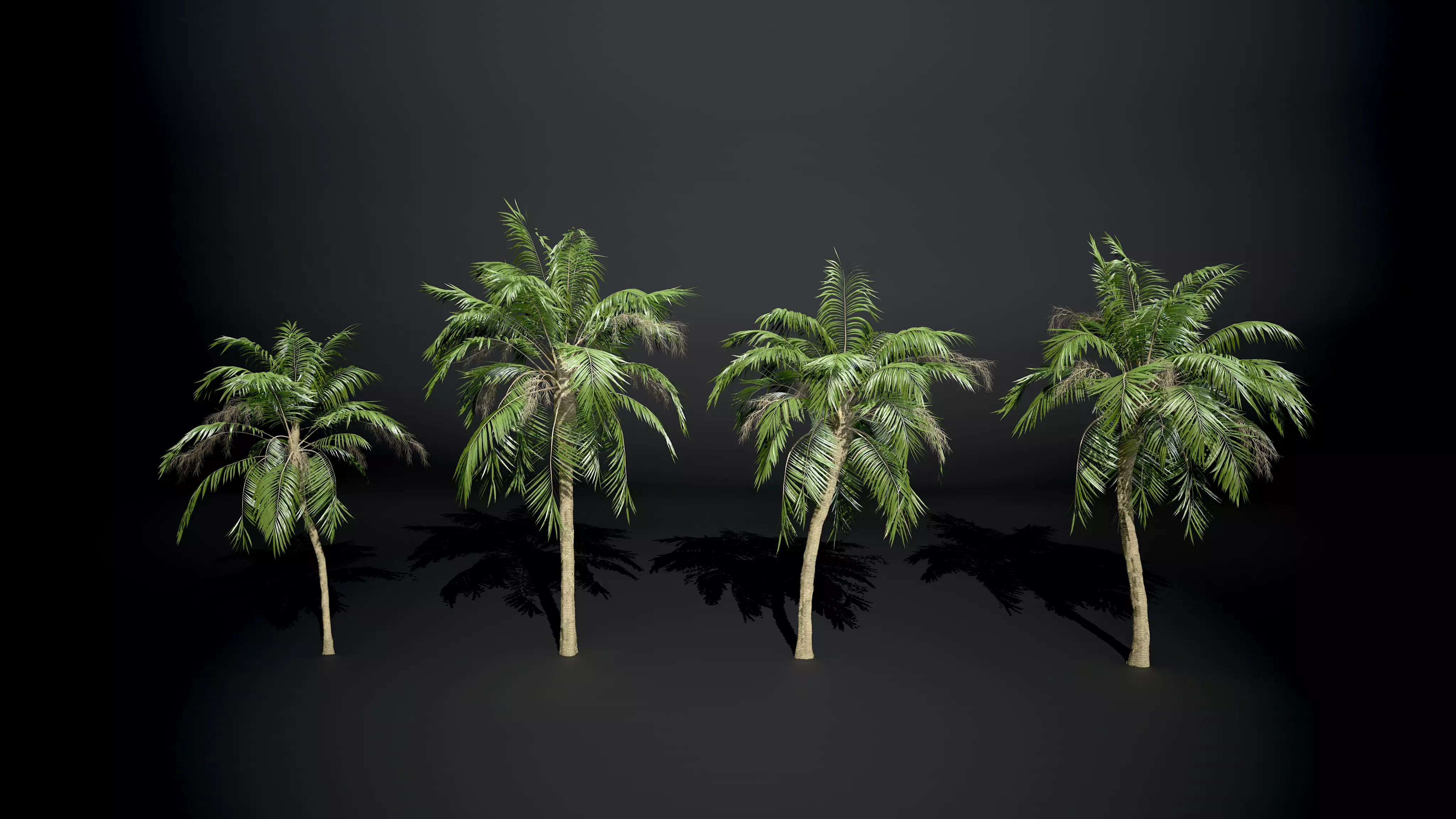 Palm tree Coconut Pack 4 Model Set 3D model_0
