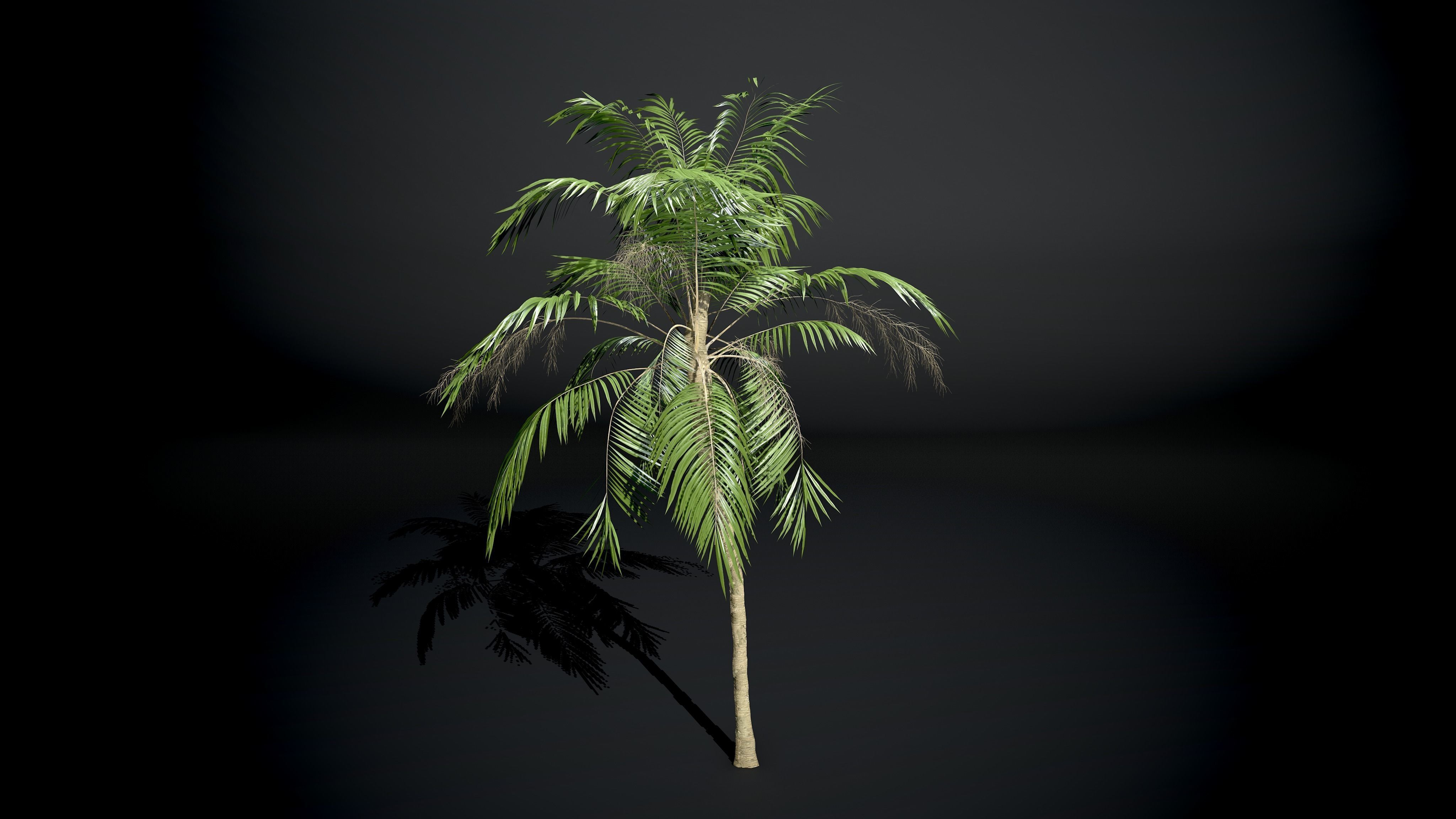 Palm tree Coconut Pack 4 Model Set 3D model_5