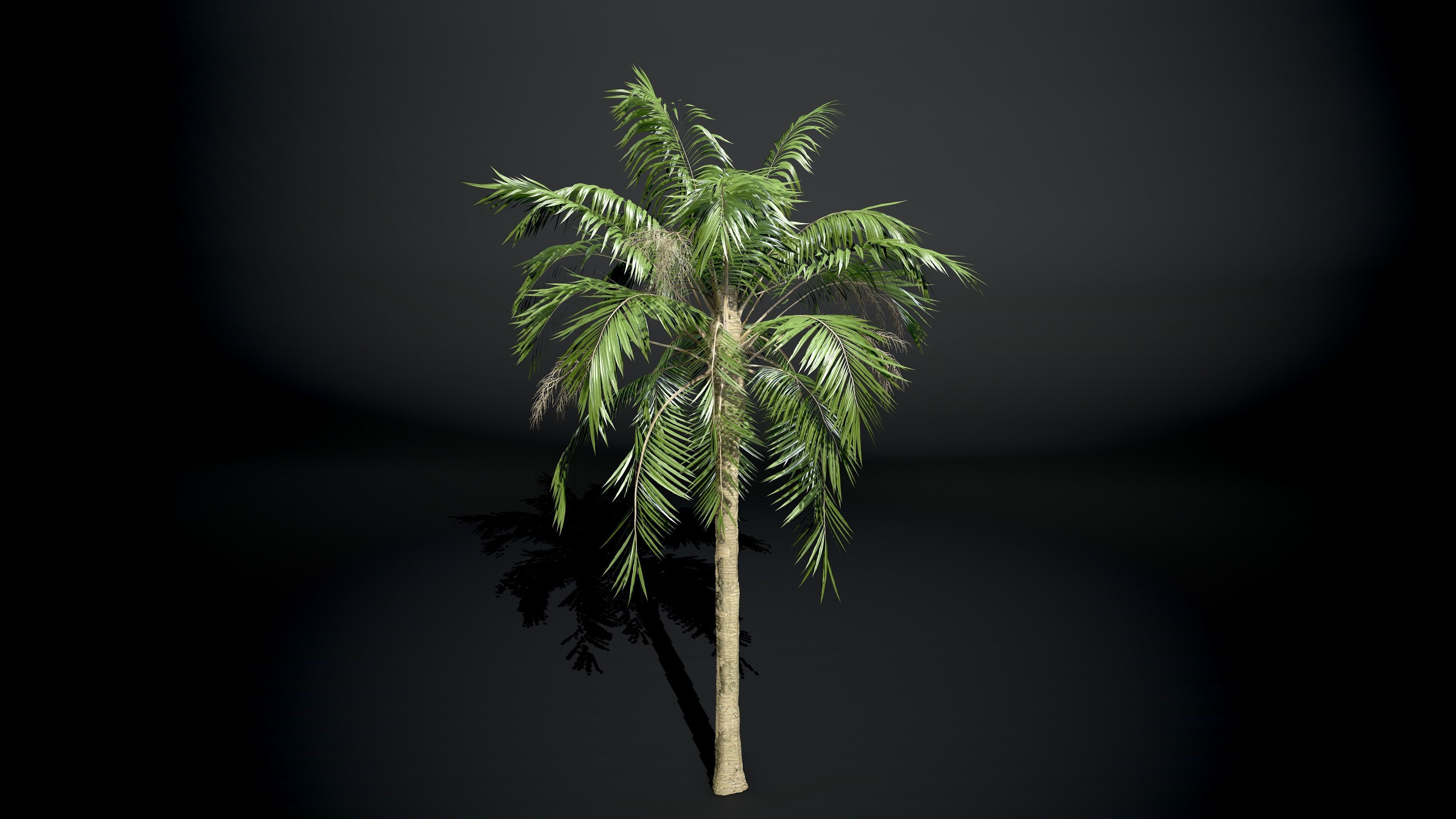 Palm tree Coconut Pack 4 Model Set 3D model_2