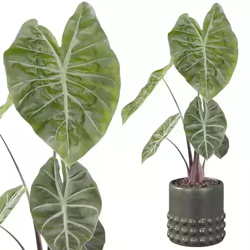 alocasia pink dragon 2