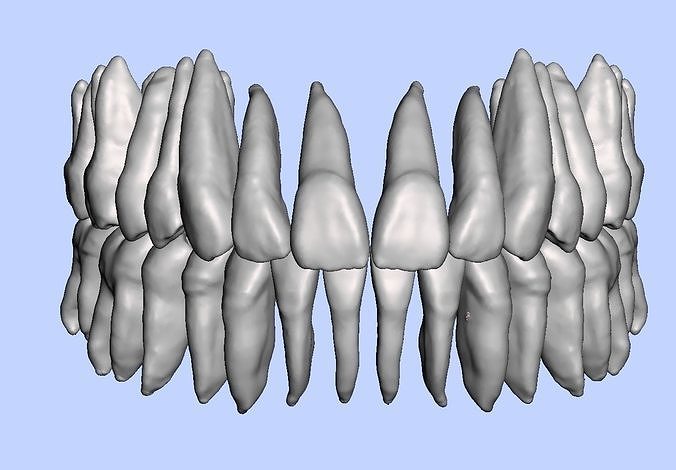 Maxillary and mandibular teeth set with pulp and without pulp 3D print model