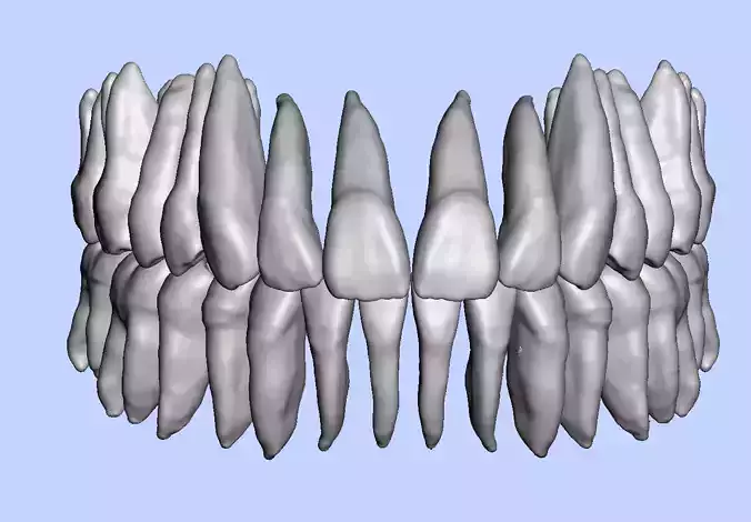 Maxillary and mandibular teeth set with pulp and without pulp