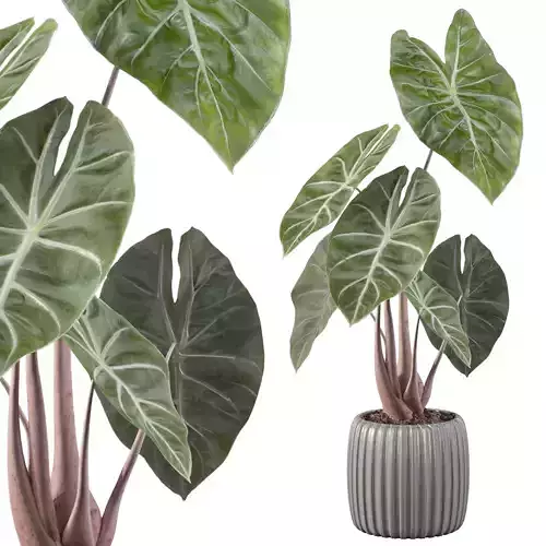 alocasia pink dragon 3