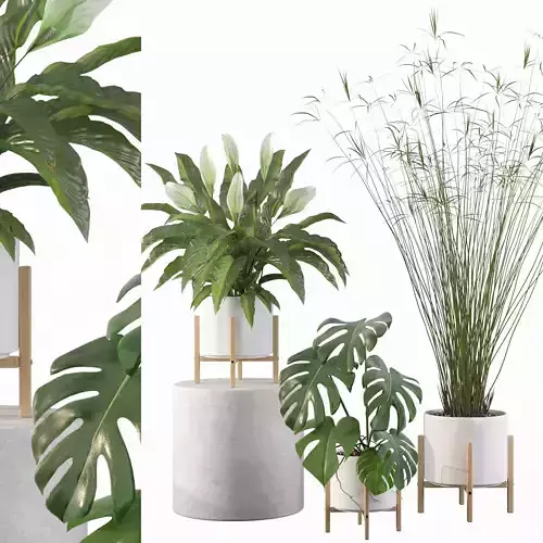 Plants collection 087