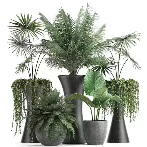 Collection of decorative plants in flowerpots 829 3D model