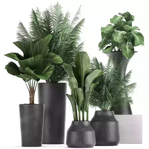 Collection of decorative plants in flowerpots 830