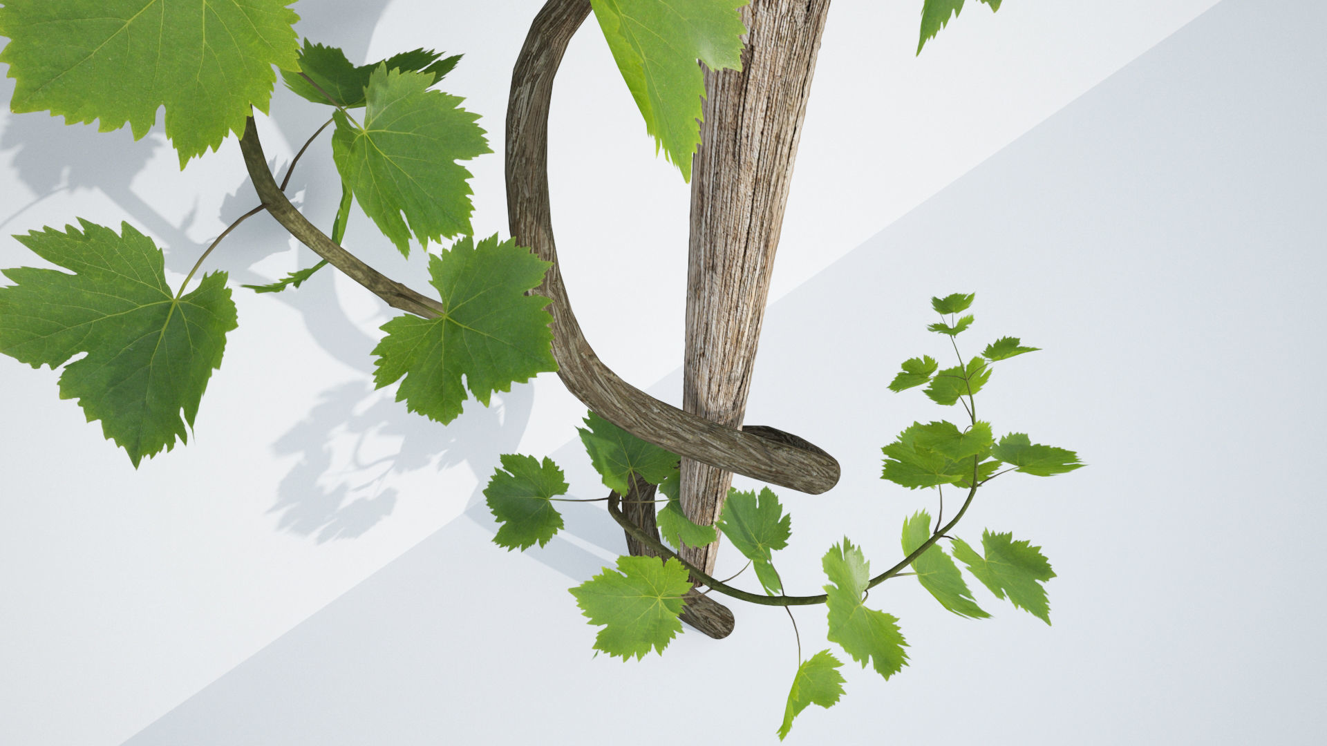 Animated Growing Plant Low-poly 3D model_3