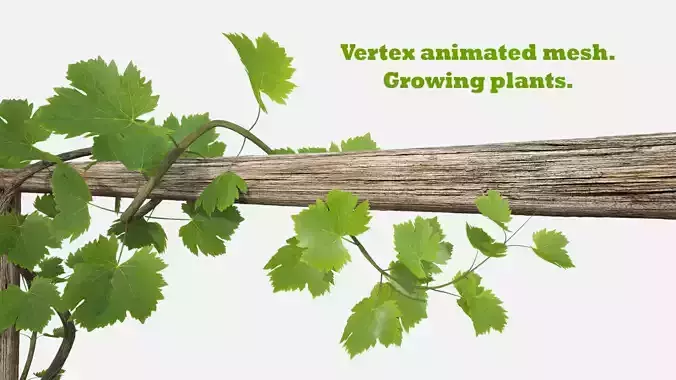 Animated Growing Plant Low-poly 3D model
