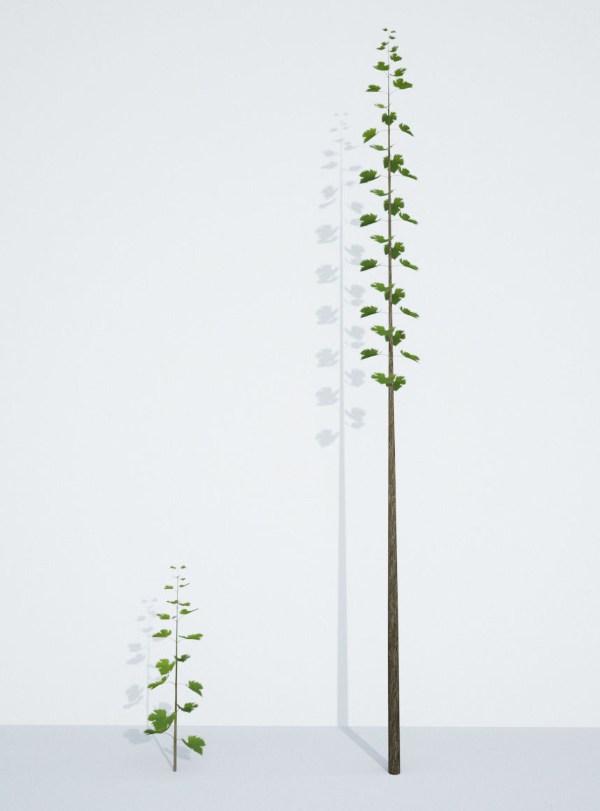 Animated Growing Plant Low-poly 3D model_4