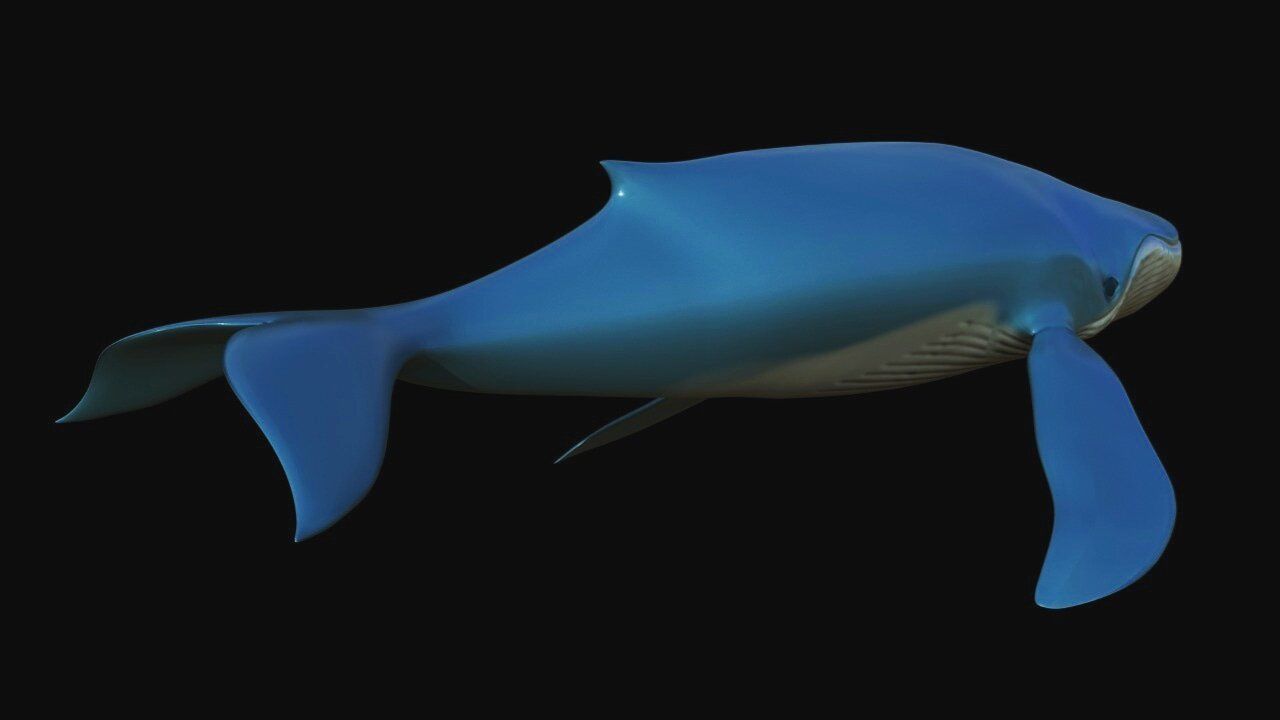 Blue Whale Low-poly 3D model_1