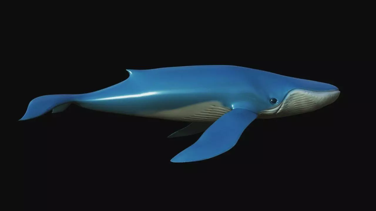 Blue Whale Low-poly 3D model_0