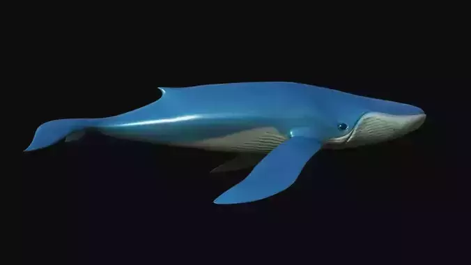 Blue Whale Low-poly 3D model