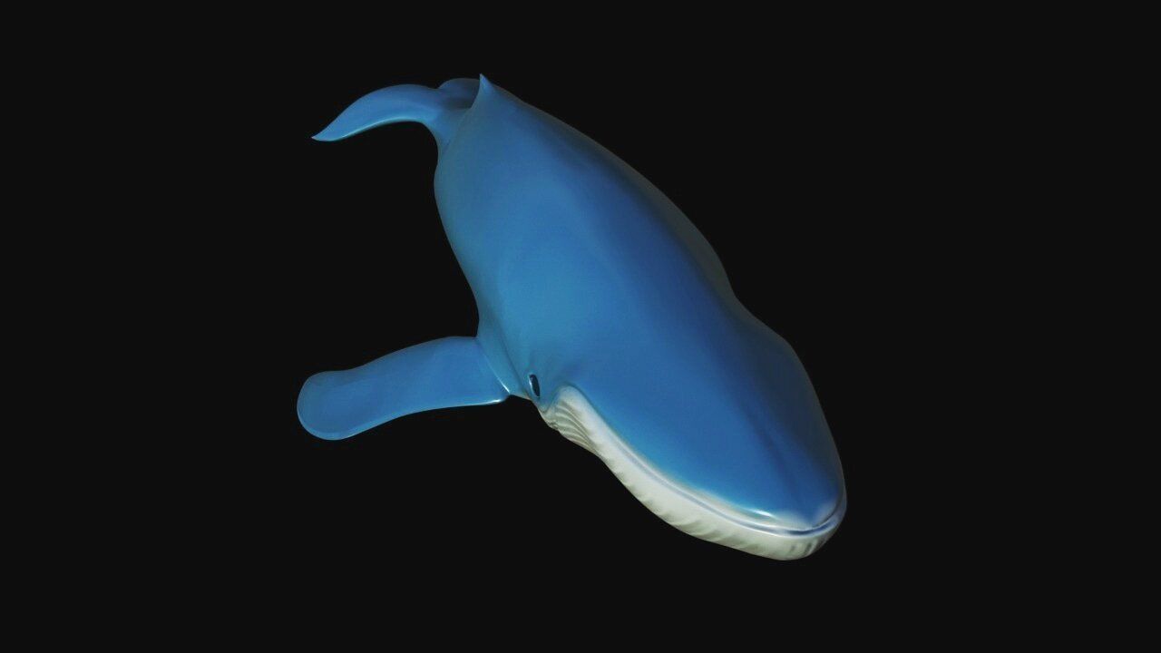 Blue Whale Low-poly 3D model_2