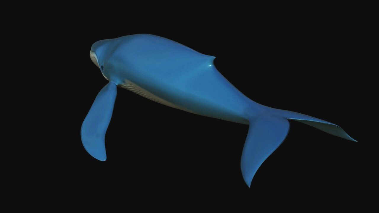Blue Whale Low-poly 3D model_3