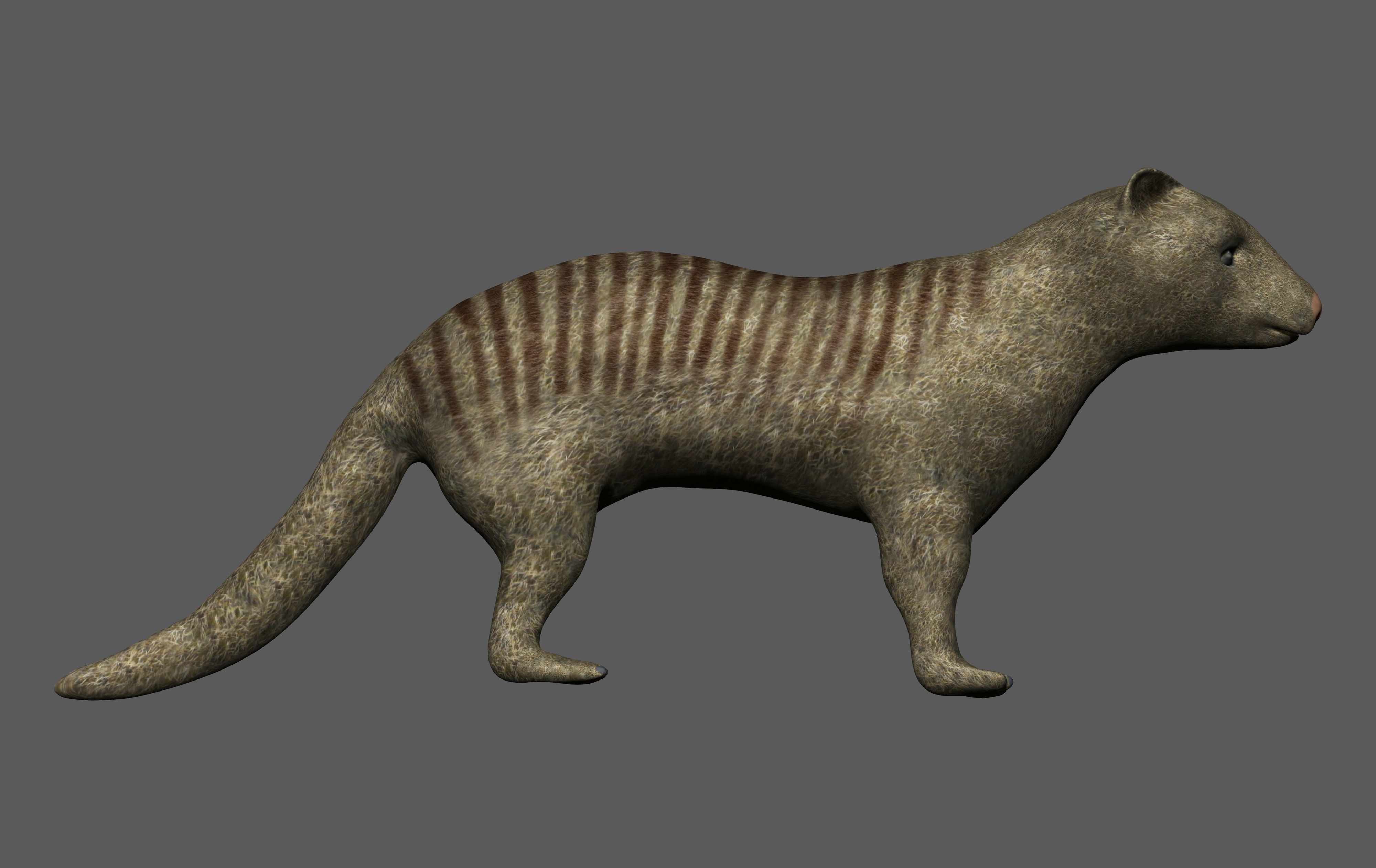 Mongoose kangaroo Low-poly 3D model_2